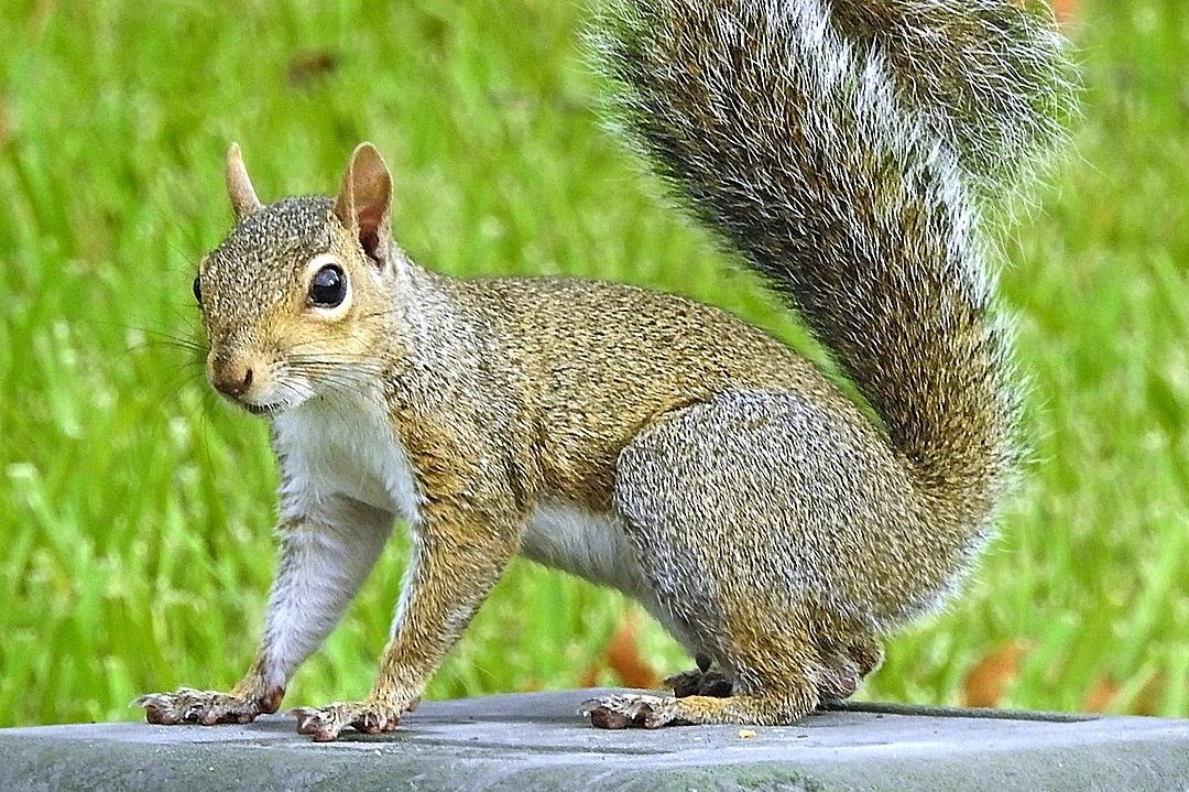 Gray Squirrel